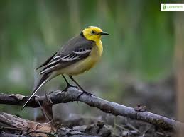 Attēlu rezultāti vaicājumam “Motacilla citreola male”