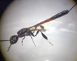 Attēlu rezultāti vaicājumam “Gasteruption jaculator imago”