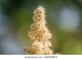 Attēlu rezultāti vaicājumam “Spiraea chamaedryfolia flower”