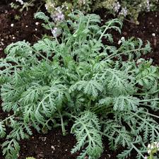 Attēlu rezultāti vaicājumam “Anthemis tinctoria leaf”