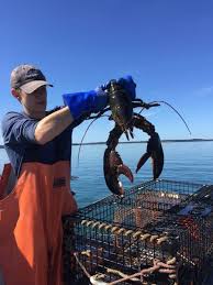 Image result for Homarus americanus