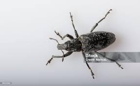 Attēlu rezultāti vaicājumam “Anthonomus pomorum”