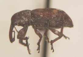 Attēlu rezultāti vaicājumam “Pissodes piniphilus”