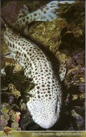 Image result for Scyliorhinus stellaris