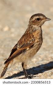 Attēlu rezultāti vaicājumam “Saxicola rubetra juvenile”