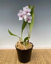 Attēlu rezultāti vaicājumam “Arthonia byssacea”