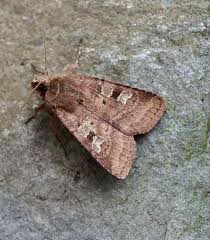 Attēlu rezultāti vaicājumam “Diarsia florida”