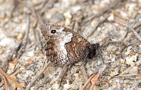 Attēlu rezultāti vaicājumam “Hipparchia alcyone”