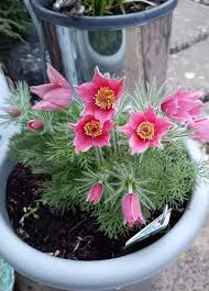 Attēlu rezultāti vaicājumam “Pulsatilla vulgaris flower”