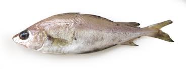 Image result for Merlangius merlangus