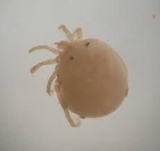 Attēlu rezultāti vaicājumam “Hydrachna”