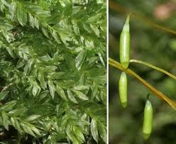 Attēlu rezultāti vaicājumam “Mnium hornum”