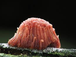 Attēlu rezultāti vaicājumam “Stemonitis marjana macro”