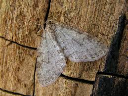 Attēlu rezultāti vaicājumam “Trichopteryx carpinata”