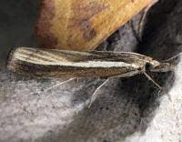 Attēlu rezultāti vaicājumam “Agriphila tristella”
