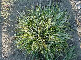 Attēlu rezultāti vaicājumam “Sesleria caerulea leaf”