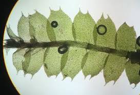 Attēlu rezultāti vaicājumam “Lophocolea”