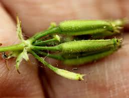 Attēlu rezultāti vaicājumam “Anthriscus sylvestris fruit”