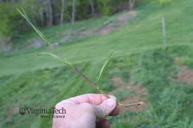 Attēlu rezultāti vaicājumam “Poa trivialis”