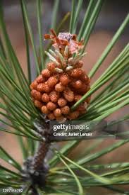 Attēlu rezultāti vaicājumam “Pinus sylvestris fruit”