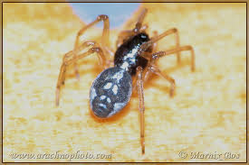 Attēlu rezultāti vaicājumam “Tetragnathidae”