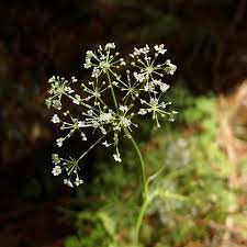 Attēlu rezultāti vaicājumam “Conioselinum tataricum”