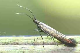 Attēlu rezultāti vaicājumam “Coleophoridae”