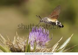 Attēlu rezultāti vaicājumam “Cryptocala chardinyi”