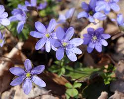 Attēlu rezultāti vaicājumam “Hepatica nobilis flower”