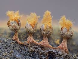 Attēlu rezultāti vaicājumam “Metatrichia floriformis spores”