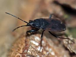 Attēlu rezultāti vaicājumam “Eremocoris plebejus”