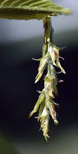 Attēlu rezultāti vaicājumam “Carpinus caroliniana female flower”