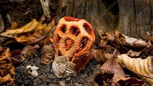 Attēlu rezultāti vaicājumam “Clathrus ruber”