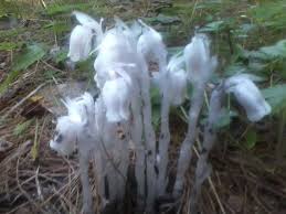 Attēlu rezultāti vaicājumam “Plantago uniflora flower”