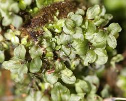 Attēlu rezultāti vaicājumam “Rhizomnium punctatum sporophyte”