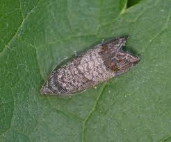 Attēlu rezultāti vaicājumam “Cydia pomonella”