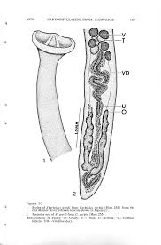 Image result for Carpiodes velifer