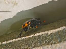 Attēlu rezultāti vaicājumam “Nicrophorus investigator imago”