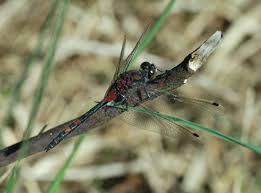 Attēlu rezultāti vaicājumam “Leucorrhinia dubia male”
