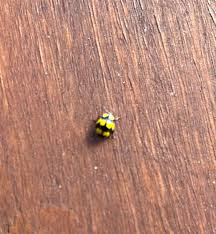 Attēlu rezultāti vaicājumam “Pantilius tunicatus imago”