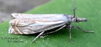 Attēlu rezultāti vaicājumam “Crambus pratella”