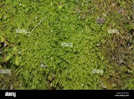 Attēlu rezultāti vaicājumam “Anomodon longifolius”