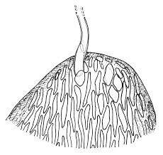 Attēlu rezultāti vaicājumam “Straminergon stramineum”