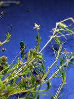 Attēlu rezultāti vaicājumam “Sagina procumbens fruit”