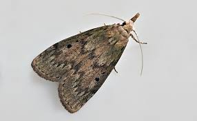 Attēlu rezultāti vaicājumam “Aphomia sociella female”