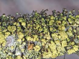 Attēlu rezultāti vaicājumam “Chaenotheca chrysocephala”