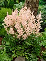 Image result for Astilbe