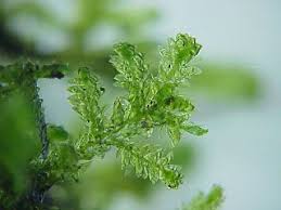 Attēlu rezultāti vaicājumam “Neckera complanata sporophyte”