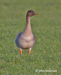 Attēlu rezultāti vaicājumam “Anser serrirostris adult”