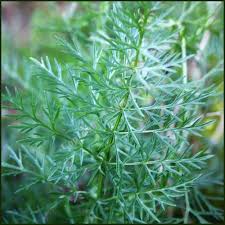 Attēlu rezultāti vaicājumam “Carum carvi leaf”